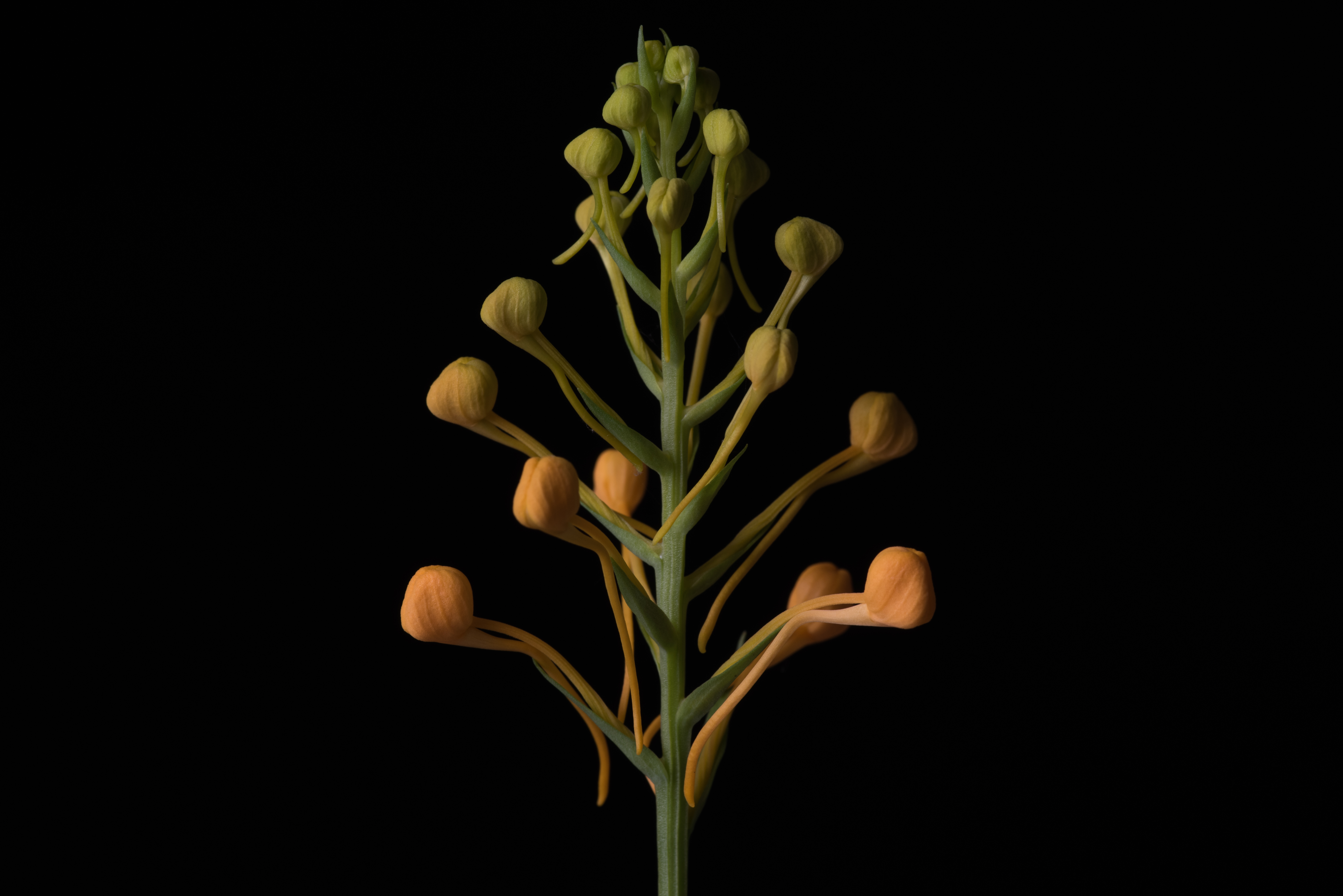 Platanthera ciliaris, Michael Wang Platanthera ciliaris, Michael Wang